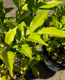 Citrus inodora Russell River Lime or Australian Large Leaf Finger Lime