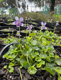 Viola eminens Native Stately Violet