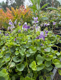 Viola eminens Native Stately Violet