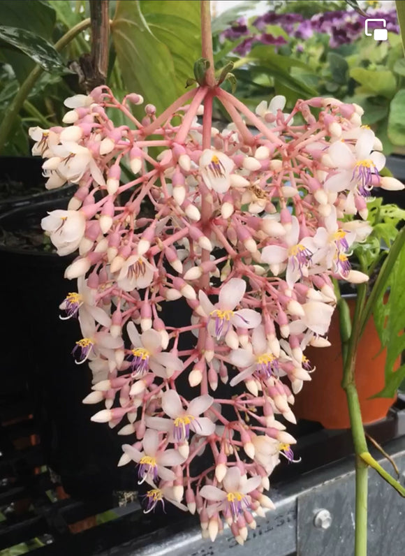 Medinilla dolichophylla Giant Chandelier Plant