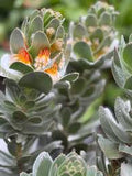 Mimetes Crackerjack Silver Mirror Bush