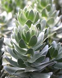 Mimetes Crackerjack Silver Mirror Bush