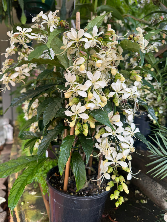 Clerodenrum nutans Nodding Clerodendrum Bridal Veil Clerodendrum - Growing - Ready Autumn