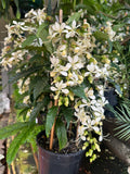 Clerodenrum nutans Nodding Clerodendrum Bridal Veil Clerodendrum