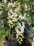 Clerodenrum nutans Nodding Clerodendrum Bridal Veil Clerodendrum - Growing - Ready Autumn