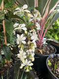 Clerodenrum nutans Nodding Clerodendrum Bridal Veil Clerodendrum - Growing - Ready Autumn