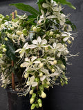 Clerodenrum nutans Nodding Clerodendrum Bridal Veil Clerodendrum