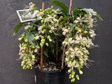 Clerodenrum nutans Nodding Clerodendrum Bridal Veil Clerodendrum