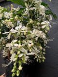 Clerodenrum nutans Nodding Clerodendrum Bridal Veil Clerodendrum