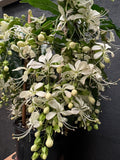 Clerodenrum nutans Nodding Clerodendrum Bridal Veil Clerodendrum