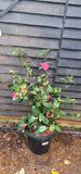 Camellia japonica Unryu - Zigzag Camellia