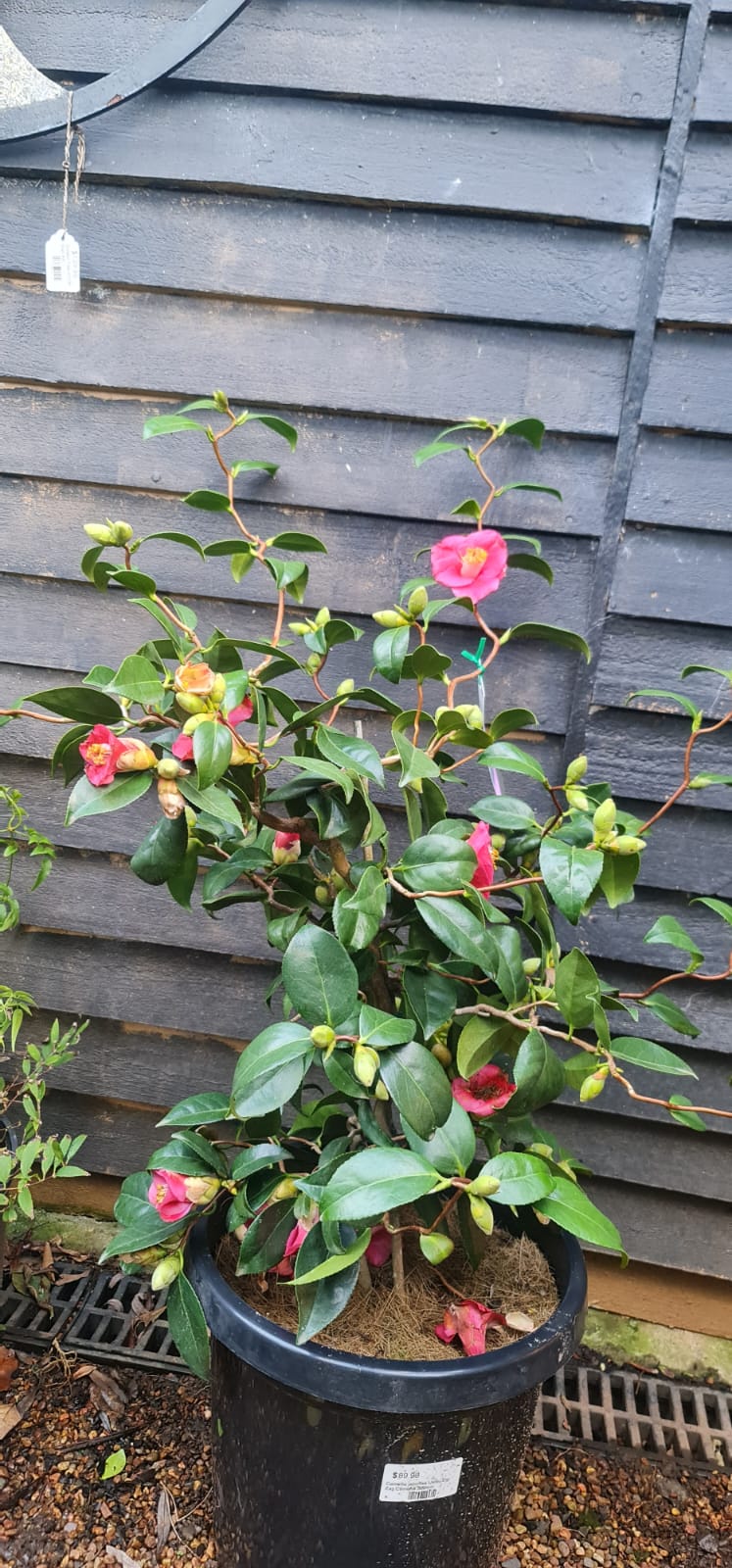 Camellia japonica Unryu - Zigzag Camellia – Mother Earth Nursery