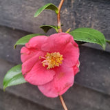 Camellia japonica Unryu - Zigzag Camellia