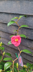 Camellia japonica Unryu - Zigzag Camellia