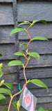 Camellia japonica Unryu - Zigzag Camellia