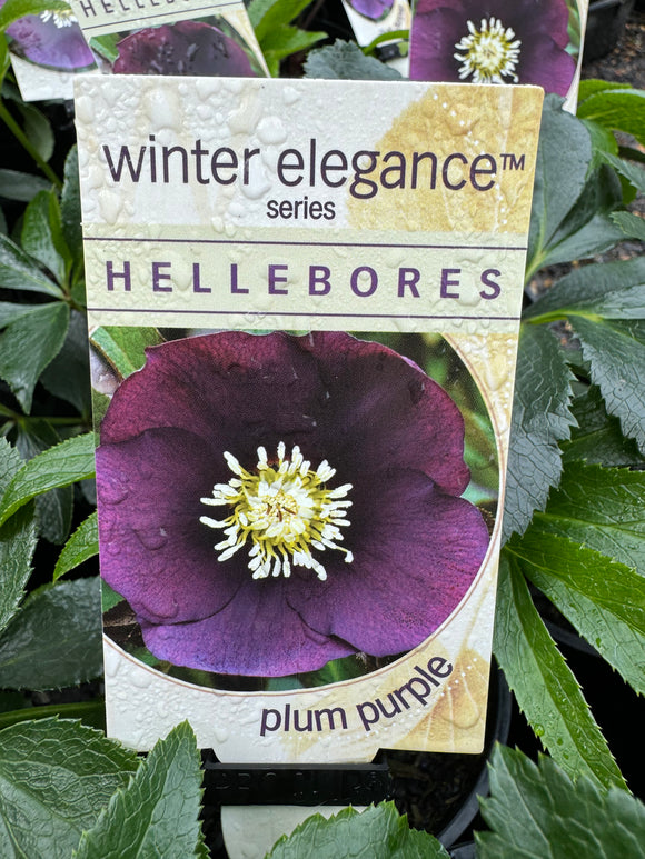 Hellebore Single Plum Purple