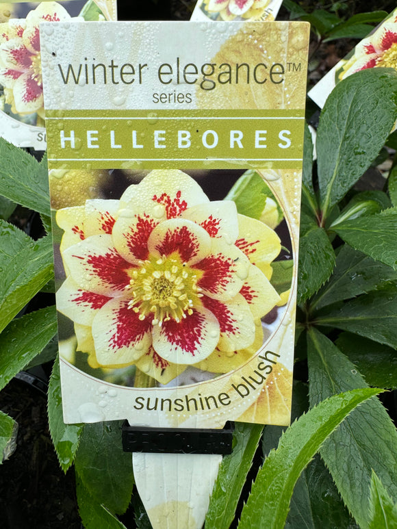 Hellebore Double Sunshine Blush