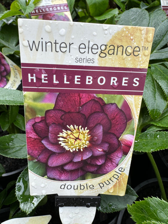 Hellebore Double Purple