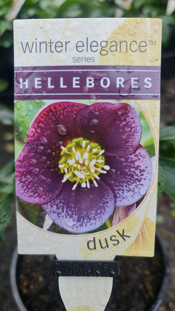 Hellebore Dusk