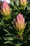 Protea cynaroides Autumn Prince - Dwarf King Protea
