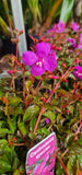 Centradenia Cascade Spanish Shawl - Growing - Ready Soon