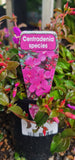 Centradenia Cascade Spanish Shawl - Growing - Ready Soon