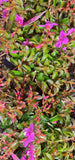 Centradenia Cascade Spanish Shawl - Growing - Ready Soon