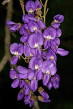 Bolusanthus speciosus Tree Wisteria