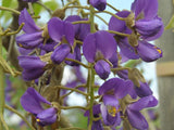 Bolusanthus speciosus Tree Wisteria