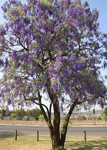 Bolusanthus speciosus Tree Wisteria