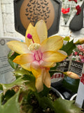 Zygocactus Yellow