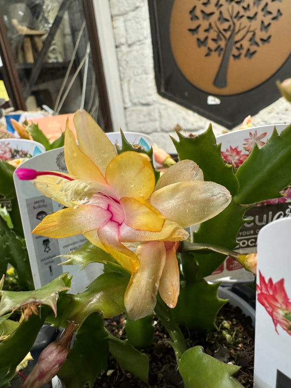 Zygocactus Yellow