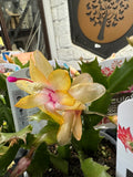 Zygocactus Yellow