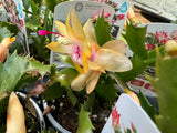 Zygocactus Yellow