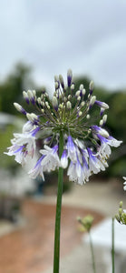 Agapanthus Fireworks