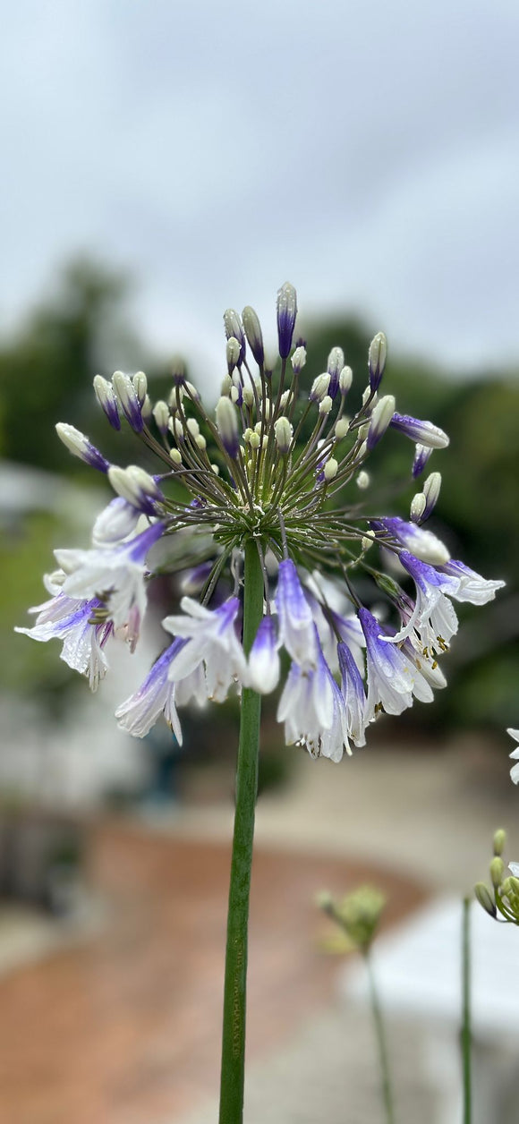 Agapanthus Fireworks