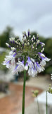Agapanthus Fireworks