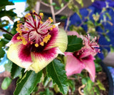 Hibiscus insularis Philip Island Hibiscus - Growing - Ready soon!
