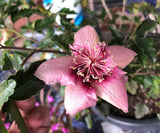 Hibiscus insularis Philip Island Hibiscus - Growing - Ready soon!