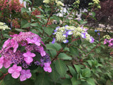 Hydrangea Endless Summer Twist and Shout