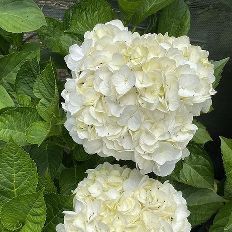 Hydrangea macrophylla Regula also called Hydrangea White Bouquet (Compact Hydrangea)