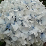 Hydrangea macrophylla Regula also called Hydrangea White Bouquet (Compact Hydrangea)