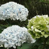 Hydrangea macrophylla Regula also called Hydrangea White Bouquet (Compact Hydrangea)