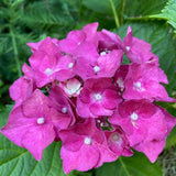 Hydrangea macrophylla United Nations