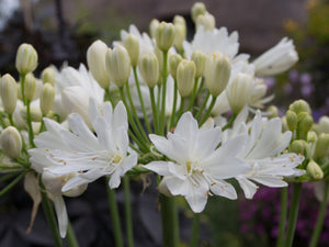 Agapanthus Double Diamond White - growing - ready May 2025
