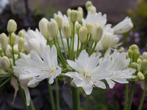 Agapanthus Double Diamond White - growing - ready May 2025
