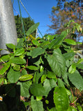 Hibbertia scandens Trailing Guinea Flower