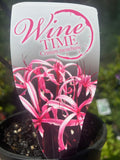 Crinum Wine Time