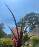 Crinum Wine Time