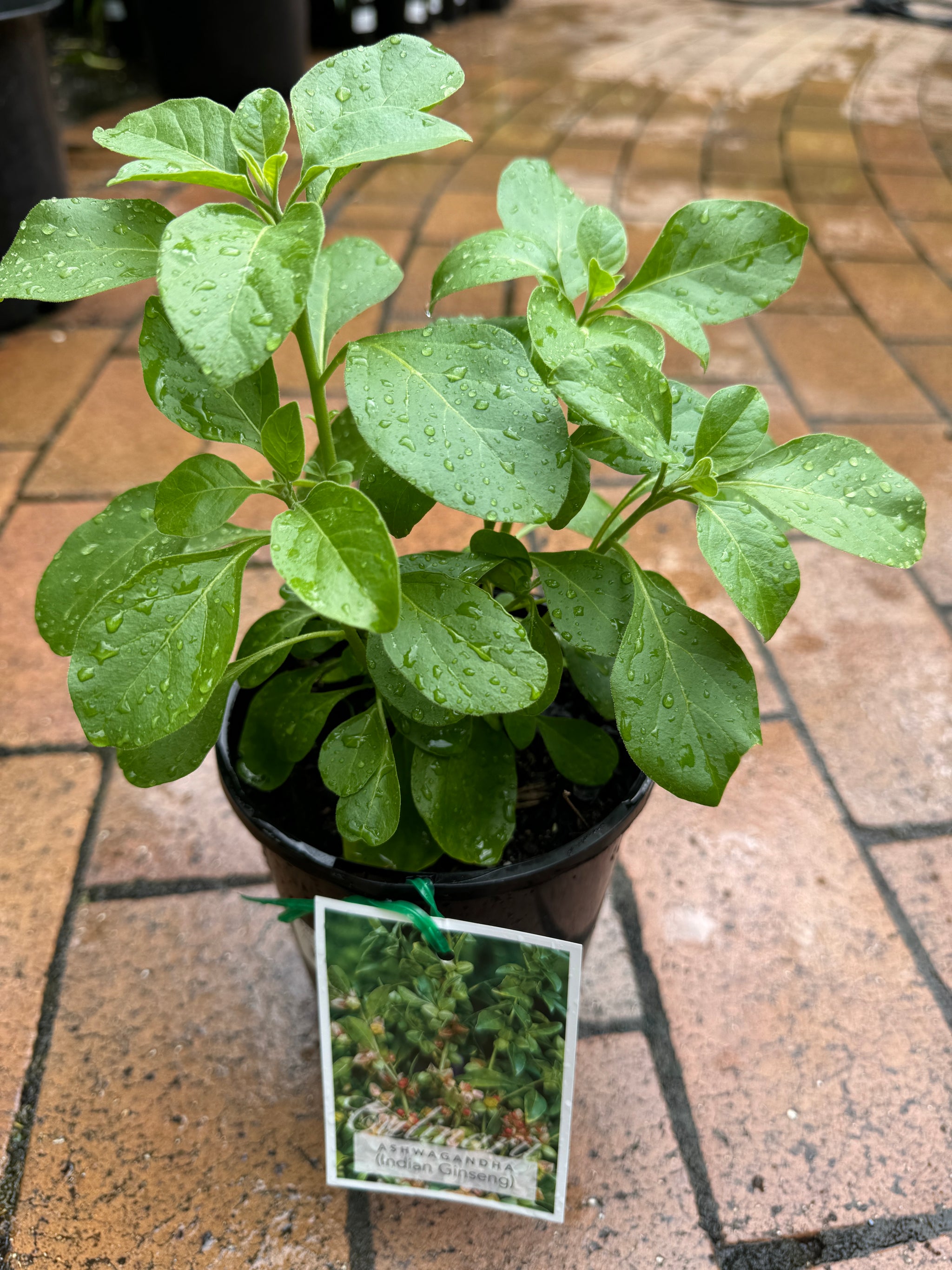 Withania somnifera ASHWAGANDHA Indian Ginseng - growing